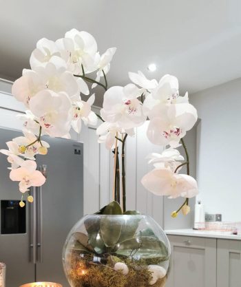 Silk Orchids